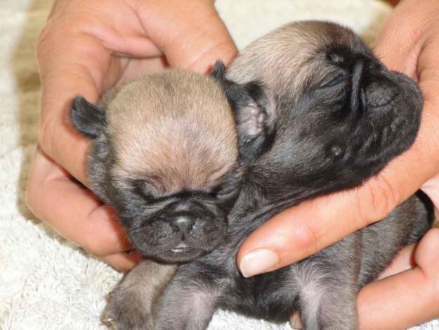 CARLINO CACHORROS