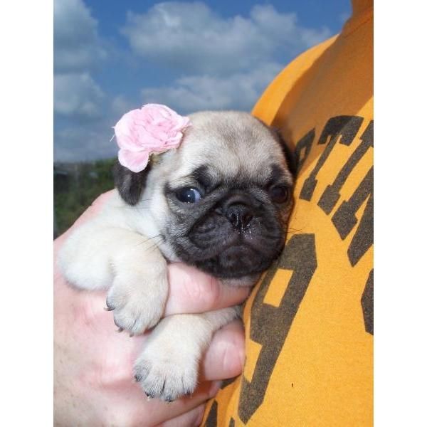 carlinos, cachorros de magnifica calidad