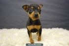 Disponibles perritos de mini Pincher, con dos meses, . MINI PINSCHER - mejor precio | unprecio.es