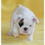 estas lindo y adorable bulldog inglés cachorros que están dispuestos