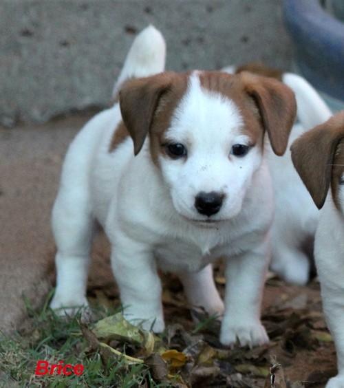 Macho y hembra Jack Russell  cachorros en venta