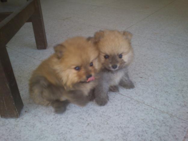 Vendo cachorros Pomerania a precio increíble !