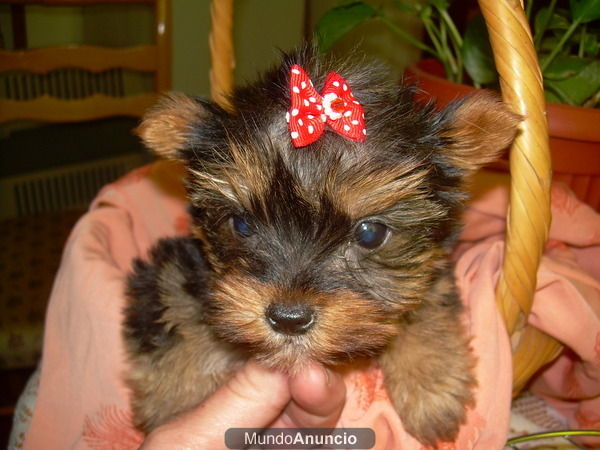 yorkshire terrier con pedigree 400 euros