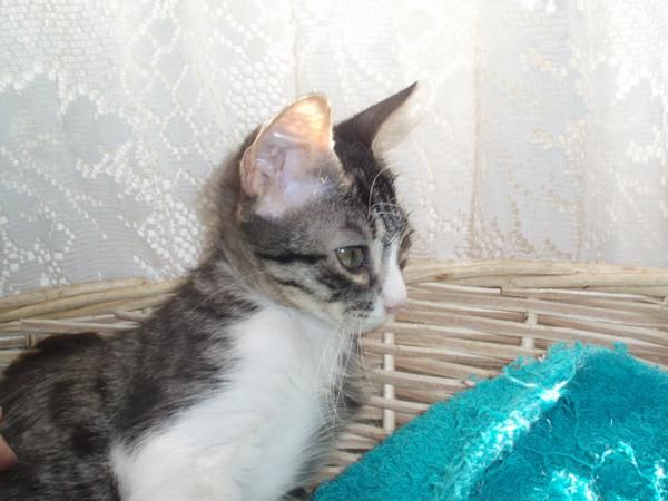 ESPE - preciosa gatita de 3 meses busca familia