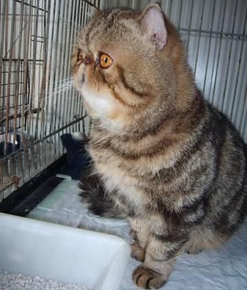 Gatos para adoptar en la Protectora de Málaga: historia de GEORGE