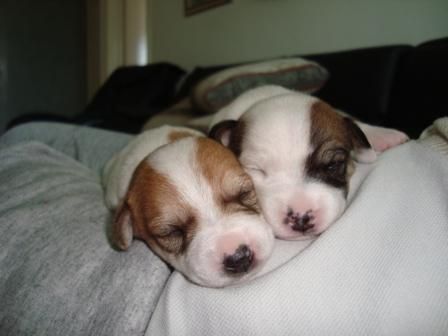 jack russell terrier (perrito telmex)