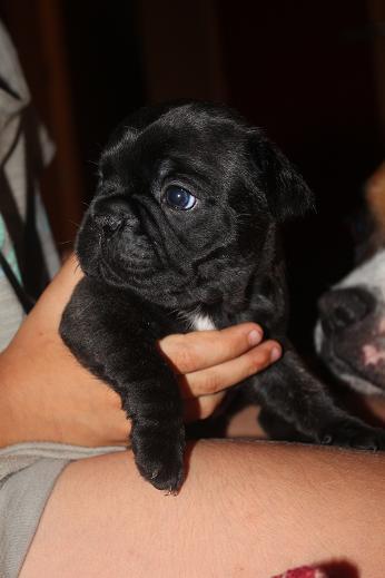 Se venden 4 machos de bulldog frances