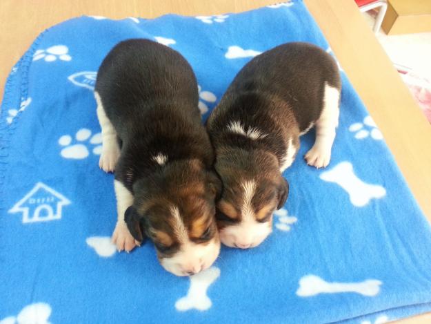 Cachorros de Beagle linea pequeña