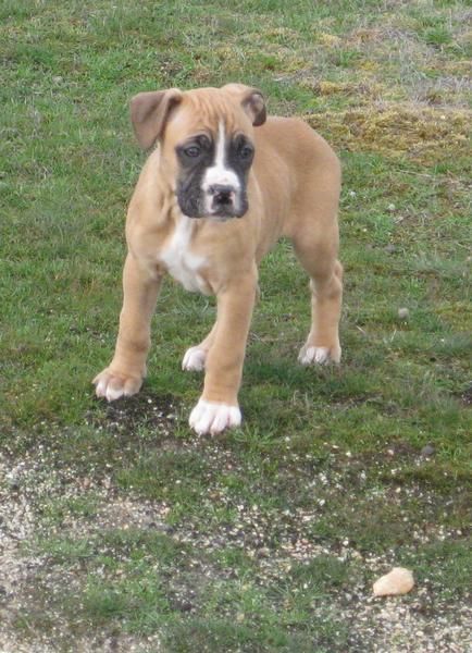 CACHORRO BOXER HEMBRA 150