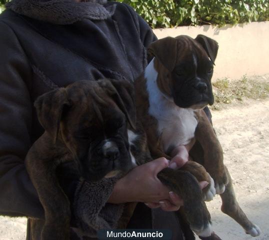 CACHORROS BOXER