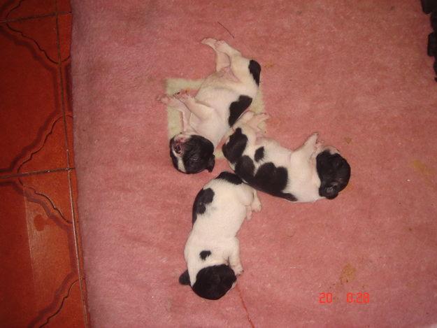 cachorros bulldog frances