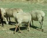 carnero cruce de merino con berrinchon