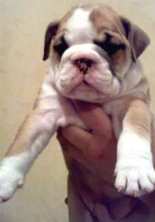 Disponemos de cachorros bulldog inglese