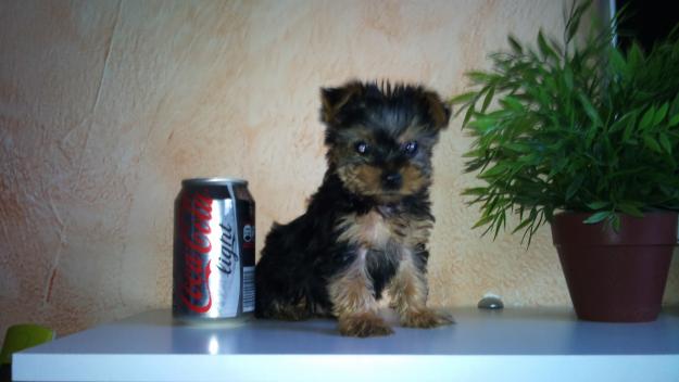 EXCELENTES CACHORROS DE YORKSHIRES