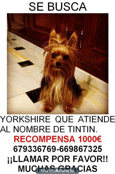 SE BUSCA YORKSHIRE NEGRO Y MARRON