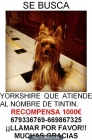 SE BUSCA YORKSHIRE NEGRO Y MARRON - mejor precio | unprecio.es