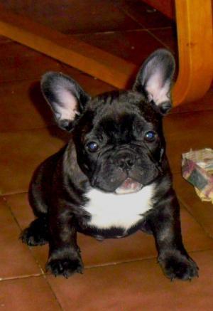 Se vende bulldog frances hembra de 5 meses