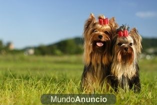 Yorkshire terrier, con excelente pedigree, superminiatura.