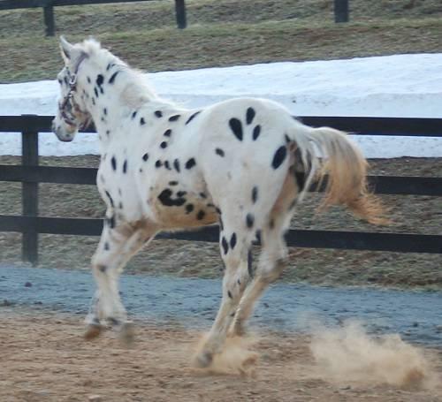 caballo para la venta.