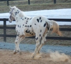 caballo para la venta. - mejor precio | unprecio.es