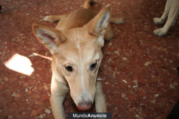 Cachorrita mestiza perdida