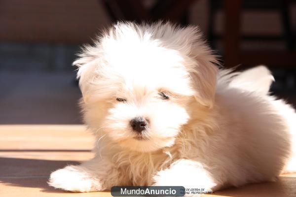 cachorros de maltes