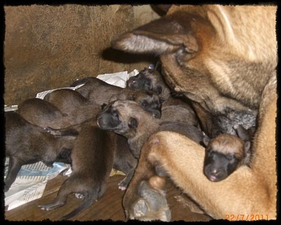 Camada Malinois Realmente Buena.