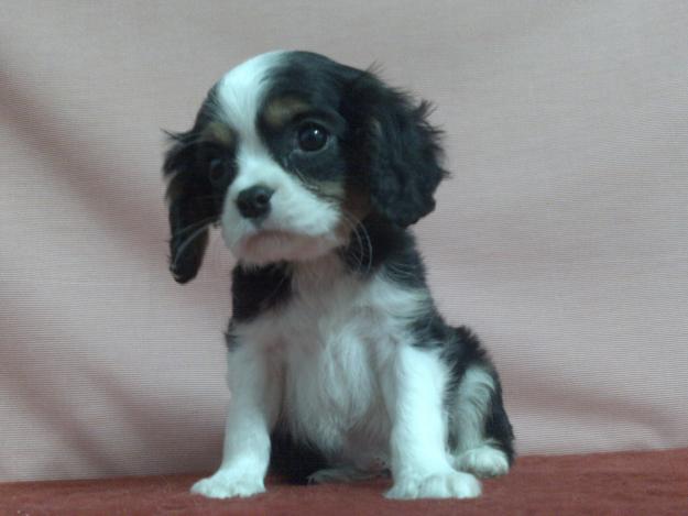 Cavalier fantasticos cachorros