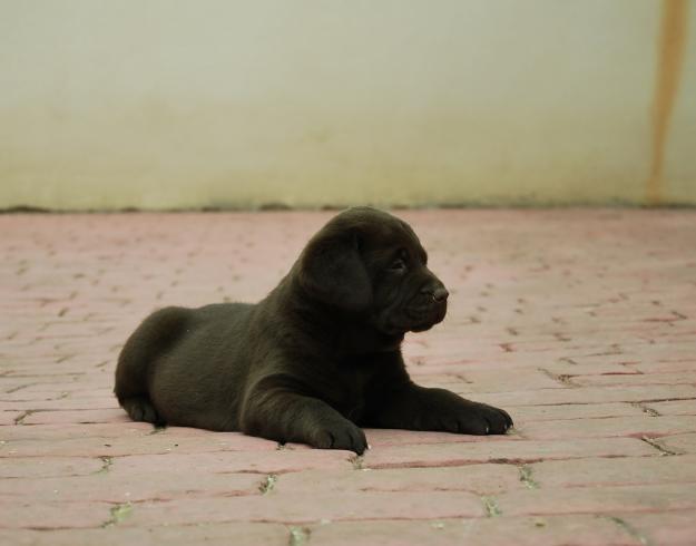 Impresionantes cachorros de labrador chocolate con pedigree y magnifica genetica