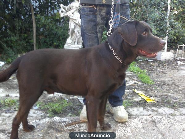 labrador retreiver cambio