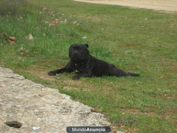 ofrezco stanfordshire terrier ingles para montar