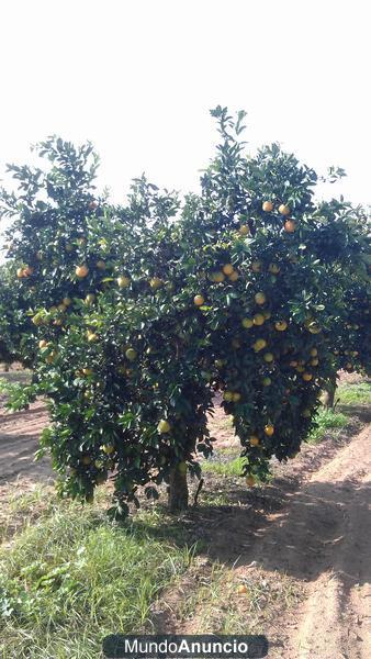 Se vende naranjas por cajas de 22 kg MUY ECONOMICAS