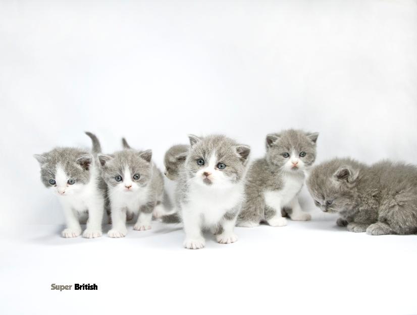 Super British Shorthair