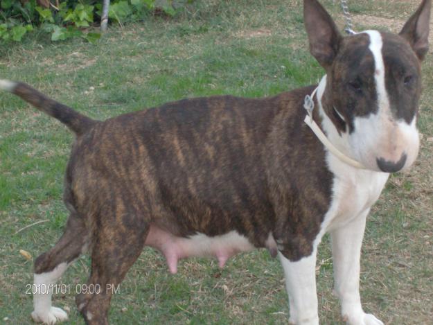 Bullterrier