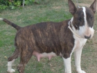 Bullterrier - mejor precio | unprecio.es