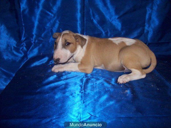 Bullterriers de Campeonato solo 650