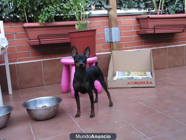 Mini pinscher, pinscher miniatura