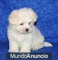 Oferta de una camada de Bichon Maltes de pura raza. Están bajo