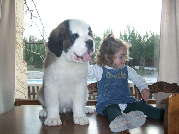 Venta cachorros San Bernardos