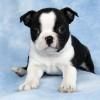 Boston Terrier Nick es un havanese excepcionales. Nuestro havanese son KC registro limitado, están al día en de vacunaci