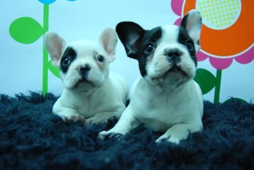 BULL DOG FRANCES__fawn y atigrado!! hembras y machos disponibles [se entregan con todo]