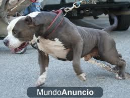 Busco cachorro pitbull .