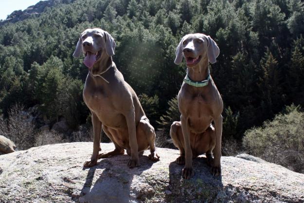 CACHORROS BRACO DE WEIMAR / WEIMARANER