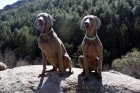 CACHORROS BRACO DE WEIMAR / WEIMARANER - mejor precio | unprecio.es