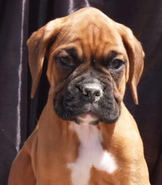 Cachorros de Boxer, los vendo  abuen precio