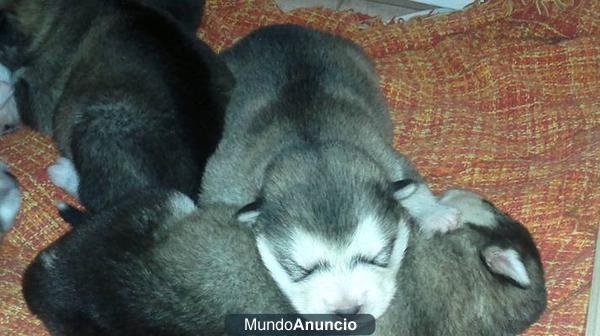 Excelentes cachorros de Alaskan Malamute