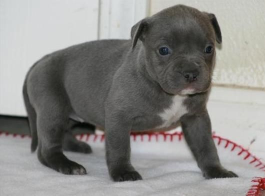 hermoso cachorro pit bull