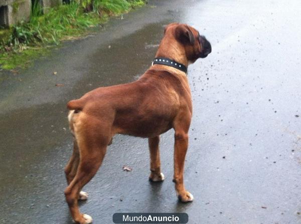 se vanden cachorros boxer