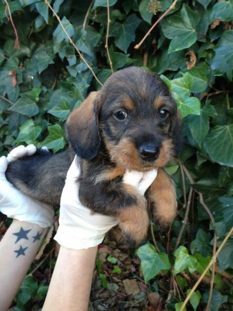 Teckel de pelo duro cachorros con LOE