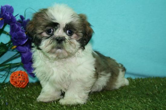 Tu shih tzu oportunidad